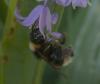 Bombus sp.